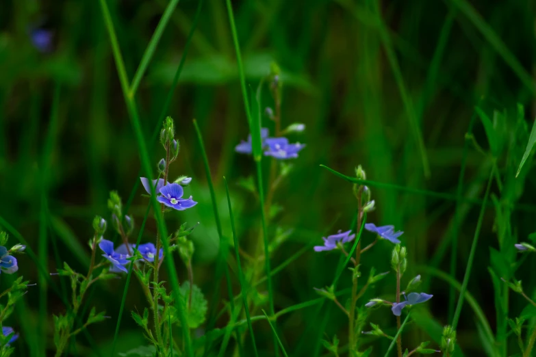 blue flowers in the tall green grass