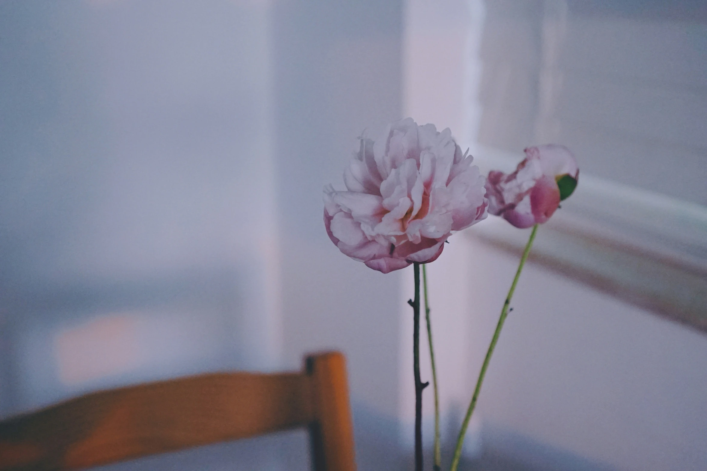 two large pink flowers are in a glass vase