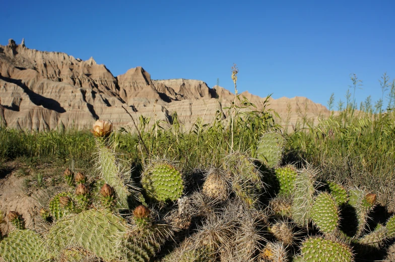 a large green cactus sitting in a desert