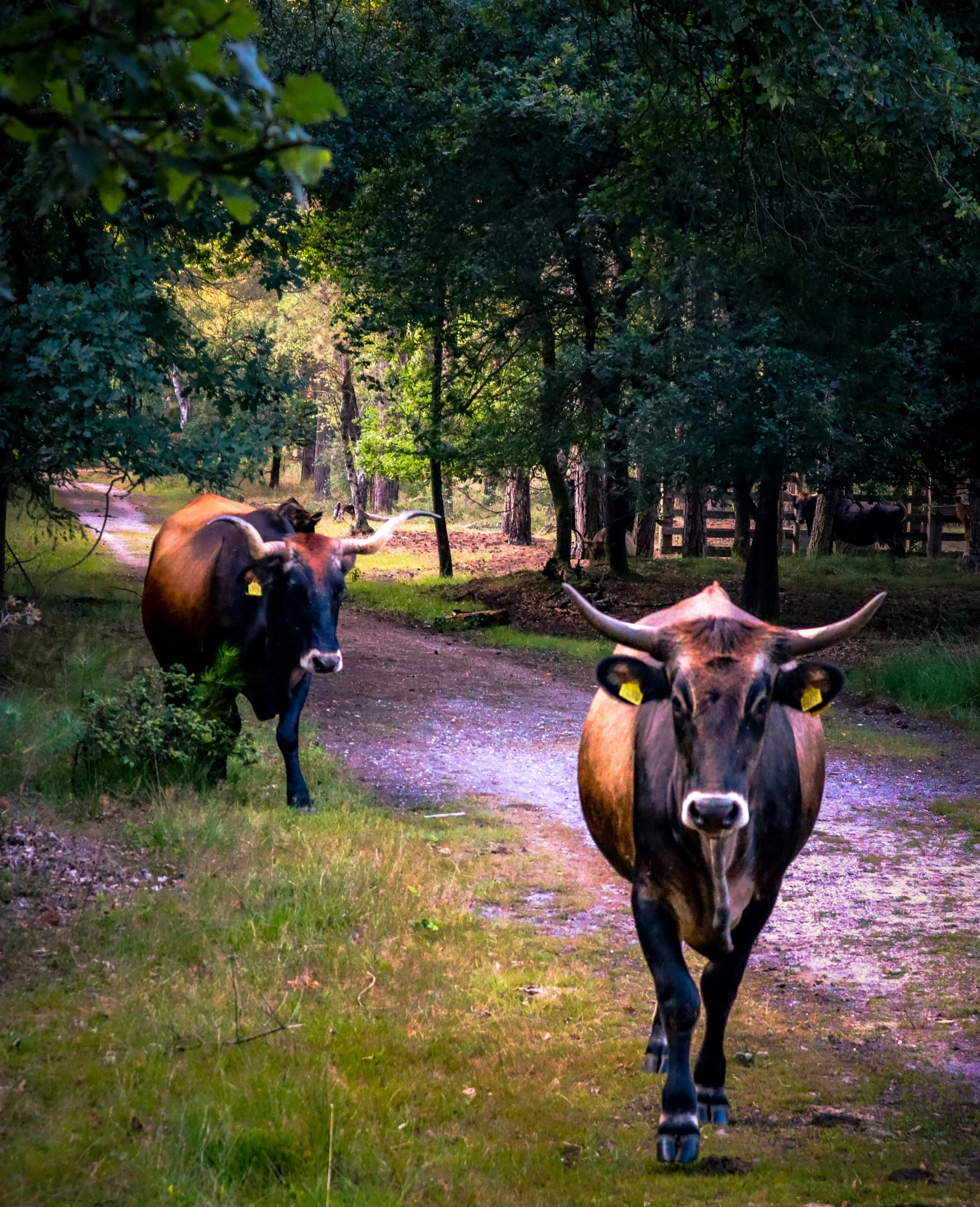 a couple of cows walking down a trail