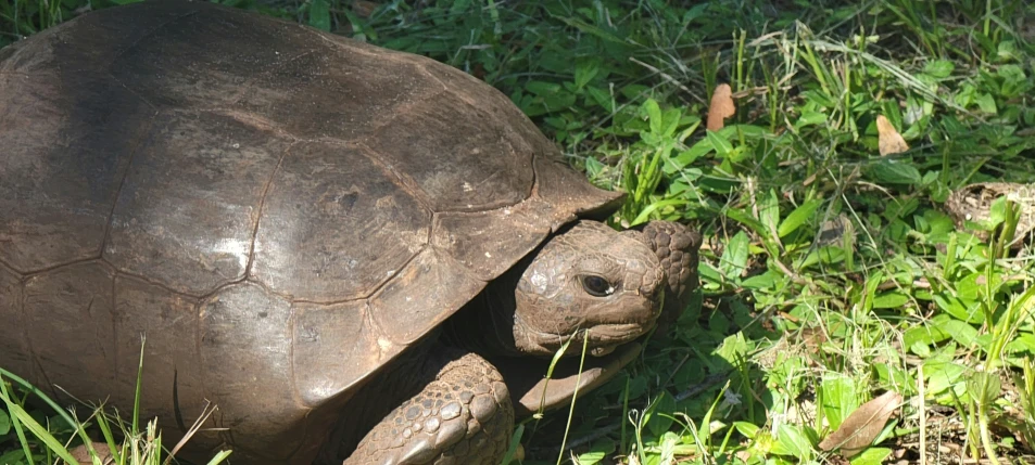 an adult tortoise looking up in the grass