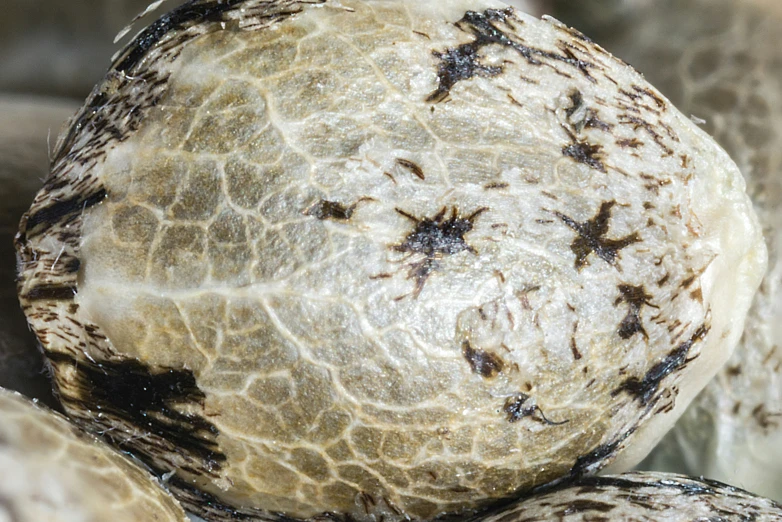 brown and white bird fur sits on a white surface