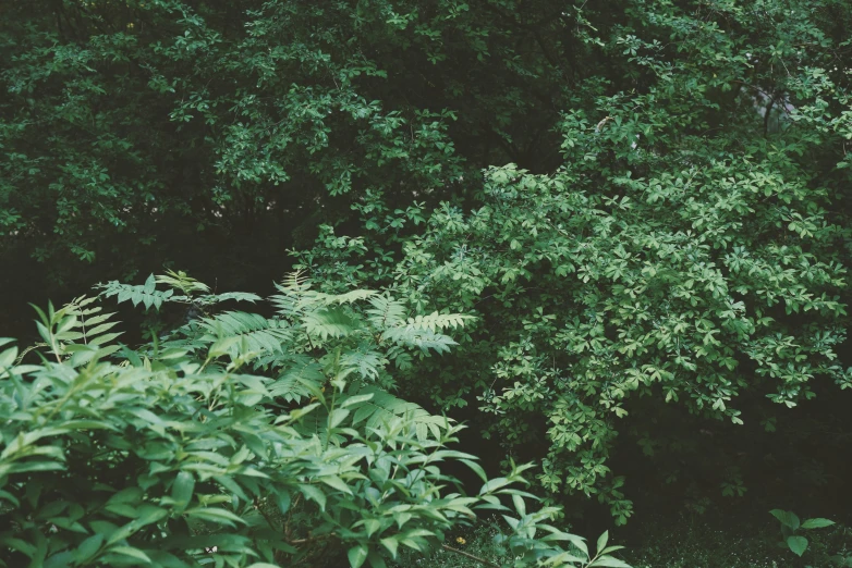 a group of trees and plants in the woods