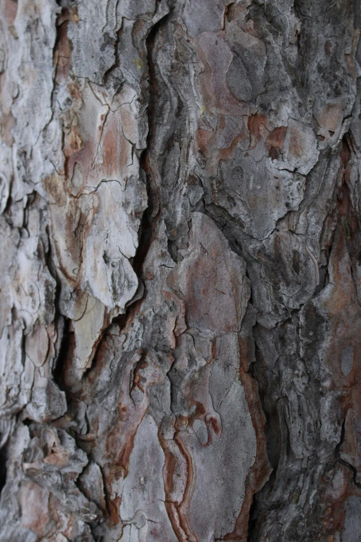 this image shows a tree trunk with peeling bark