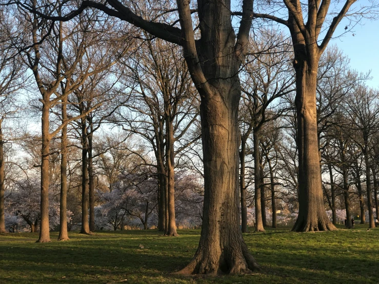 a view of a grassy park with benches and a tree