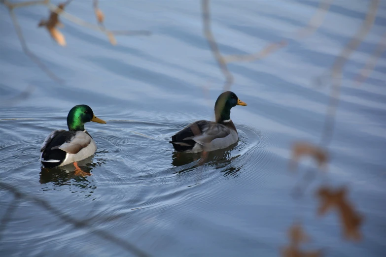two ducks floating on top of a pond with leaves