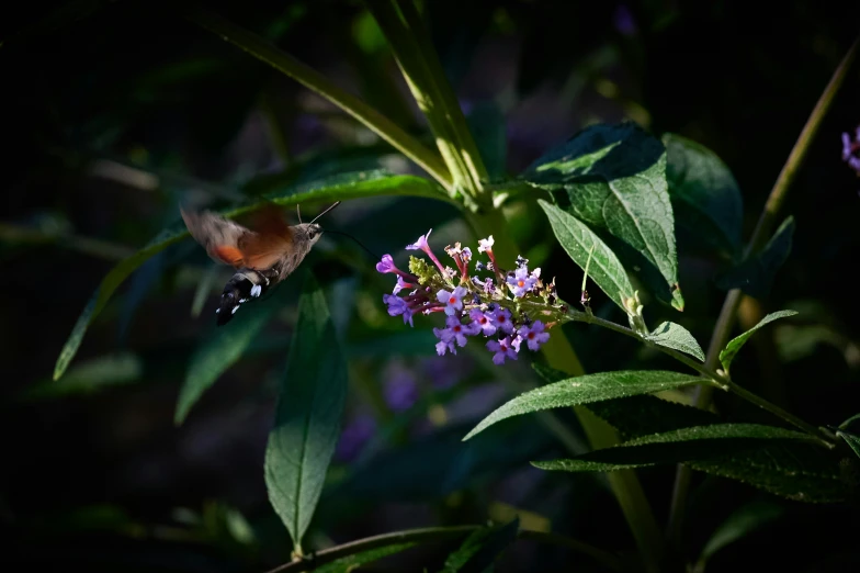 a close up of a small erfly on a purple flower