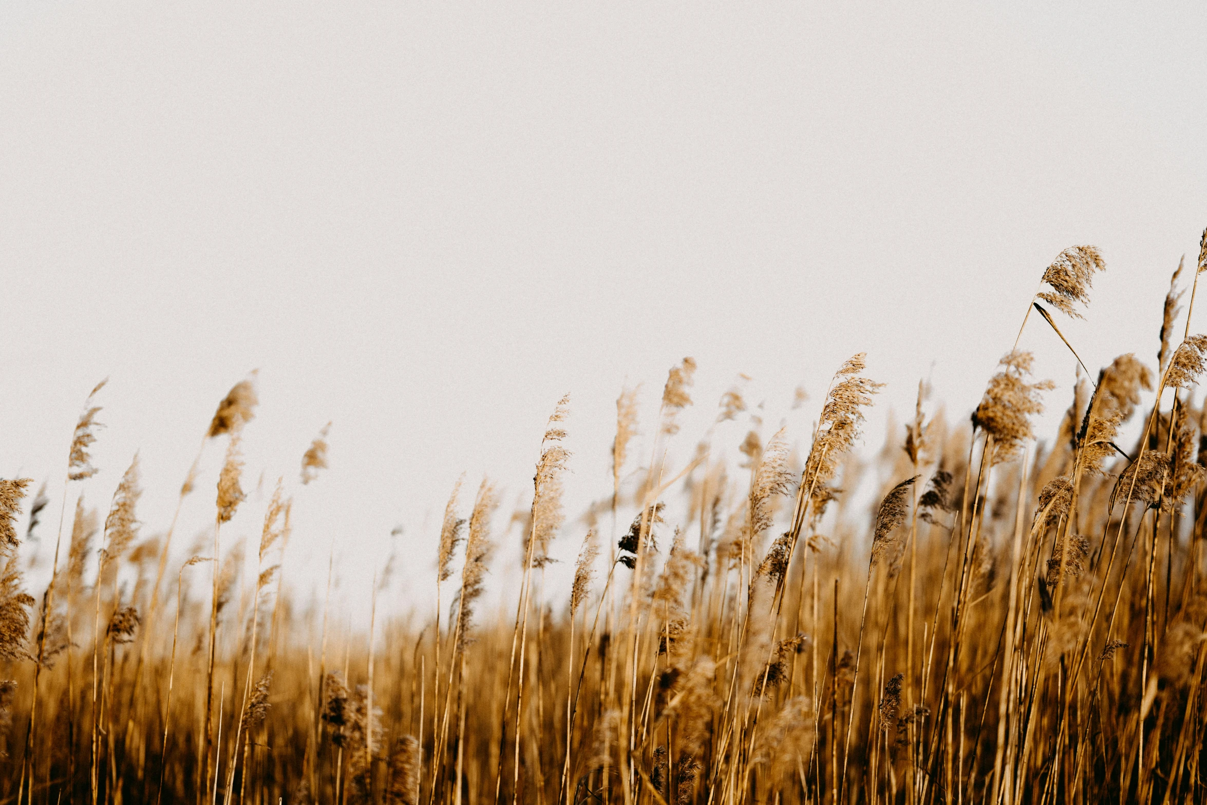 tall dry grass in a field with light colored sky