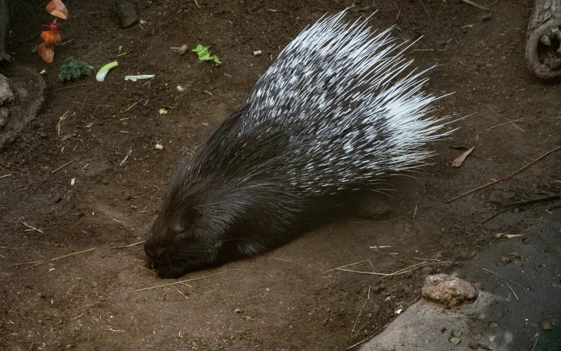 a large animal is in the mud outside