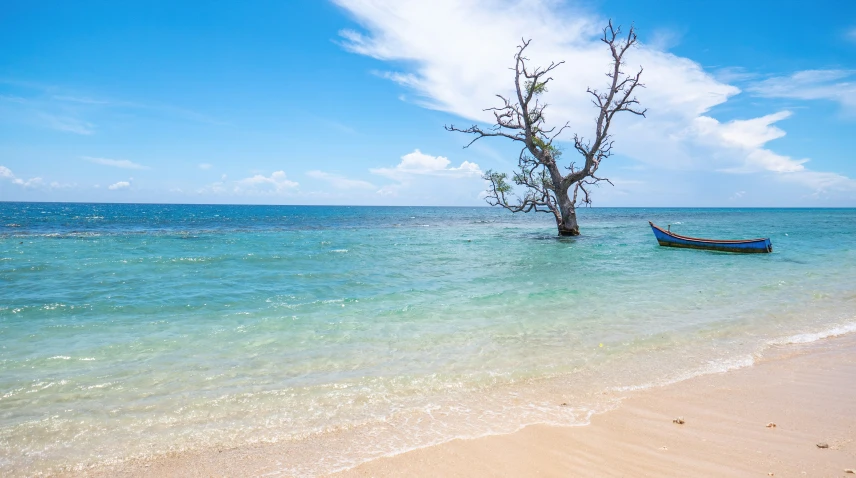 the beach with a tree and some water