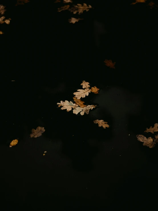 leaves floating on the ground in the dark