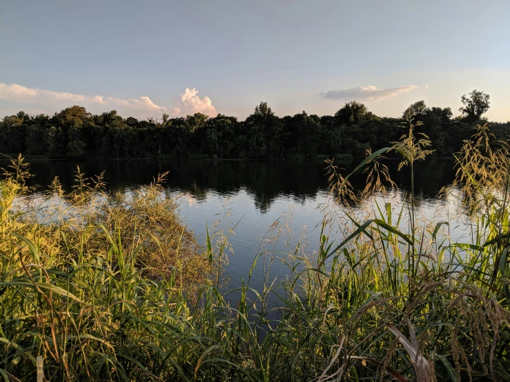 the view of a body of water through green grass