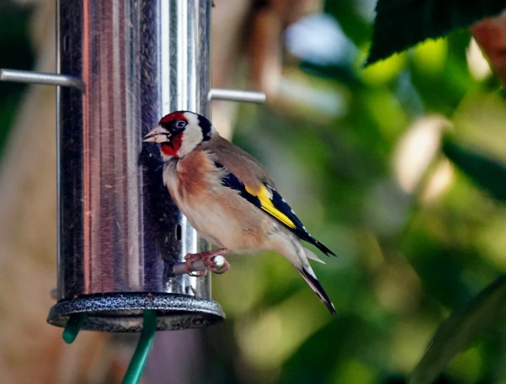 a bird sits on a bird feeder with green plants in the background