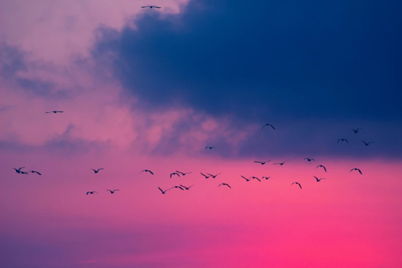 a flock of birds flying against a purple sky