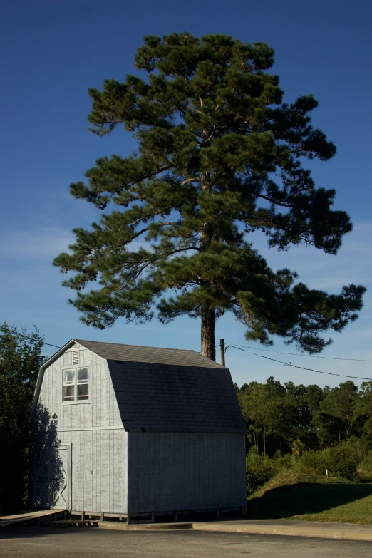 an old barn in front of a pine tree