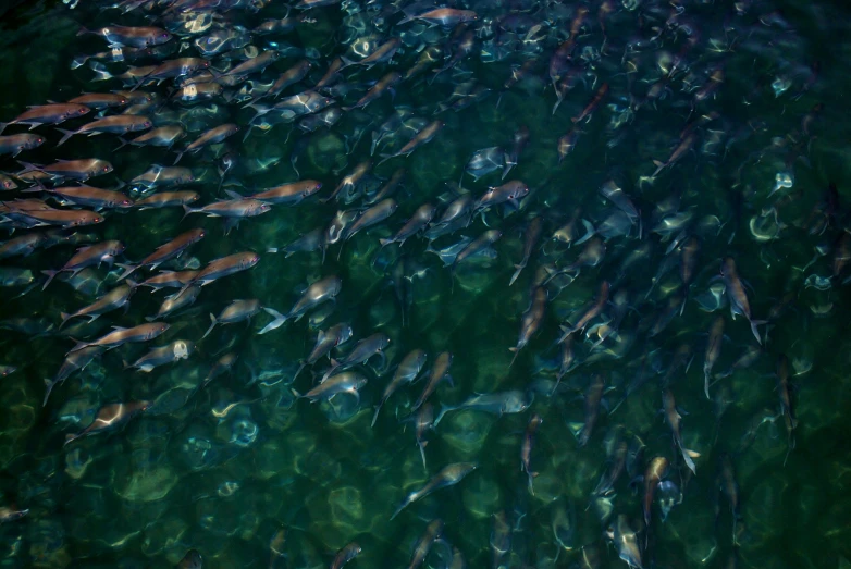 a very large amount of fish in the water