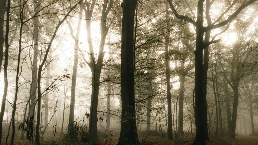 a number of trees with a lot of leaves on them