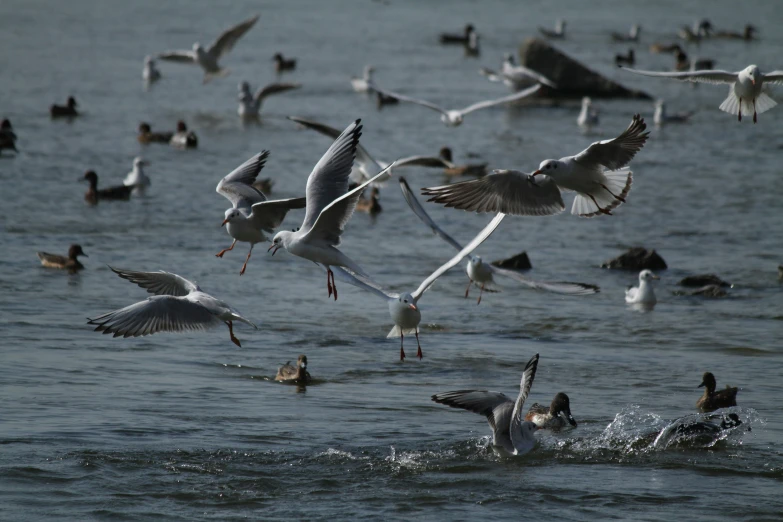 several seagulls, birds and other birds flying around water