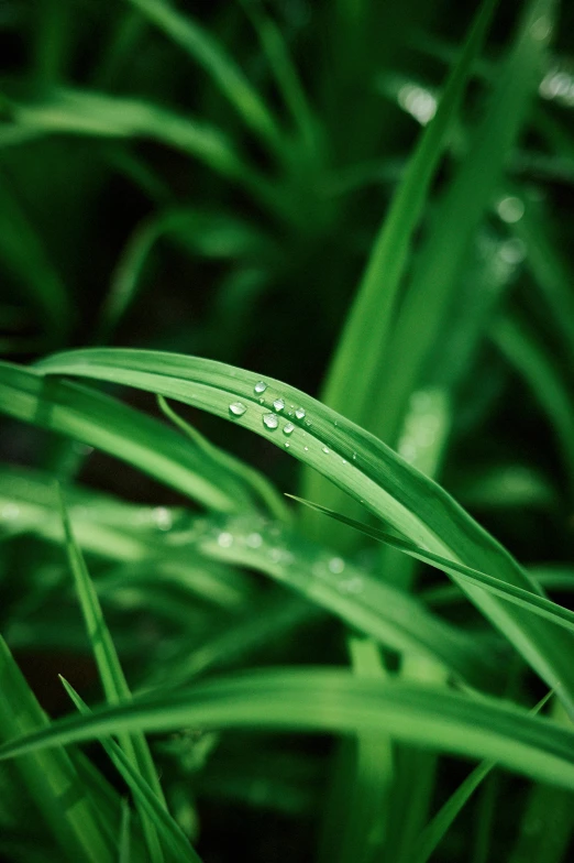water droplets on a grass blade