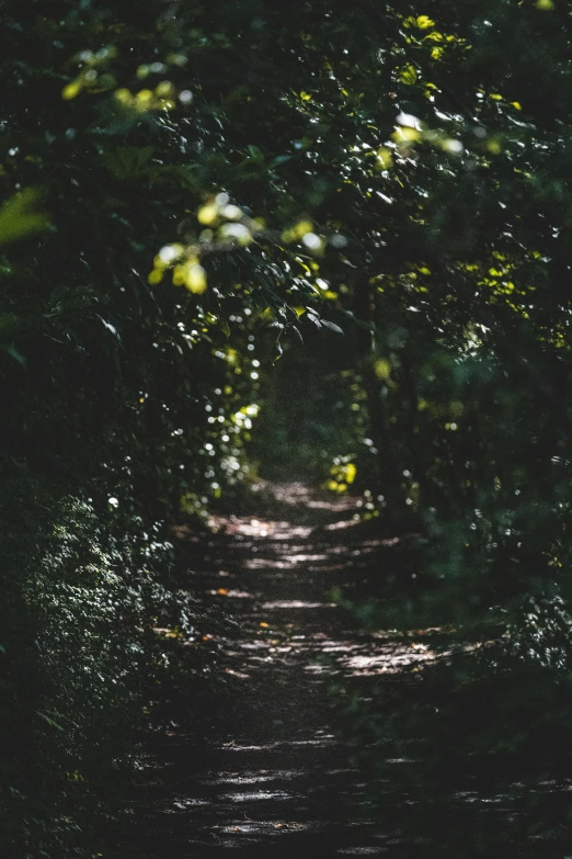 light trails through the dark foliage to the ground