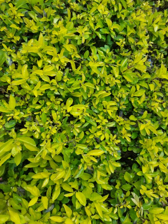 a bush of green and yellow leaves