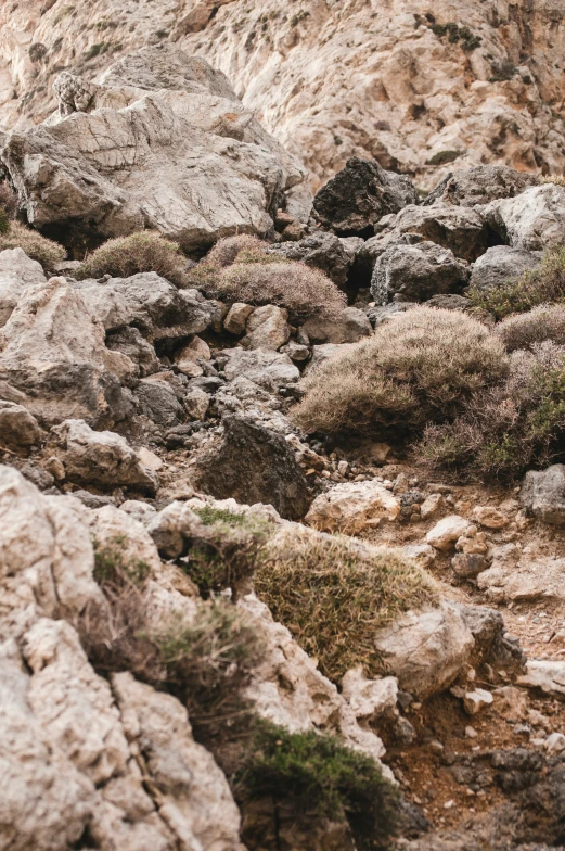 rocky ground covered in plants and grass