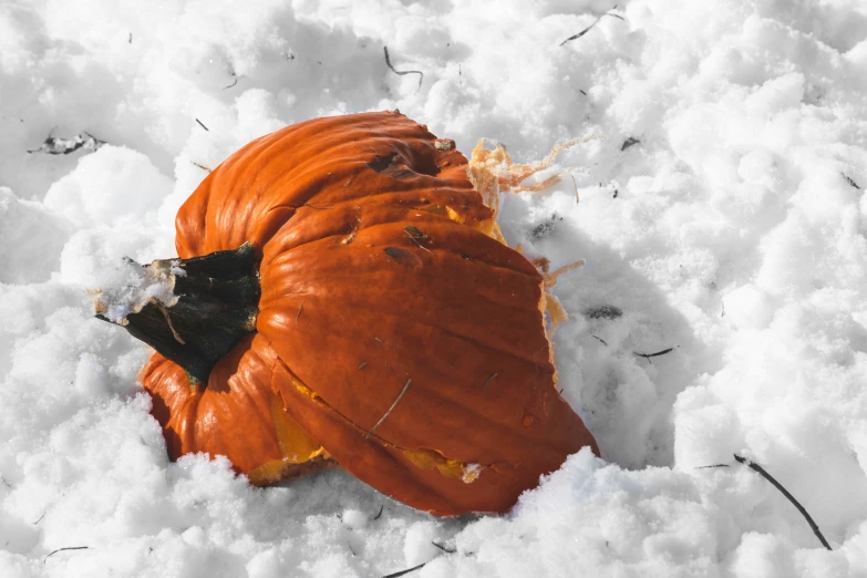there is a large pumpkin that was covered with snow