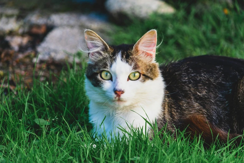 the brown and white cat is standing in the grass