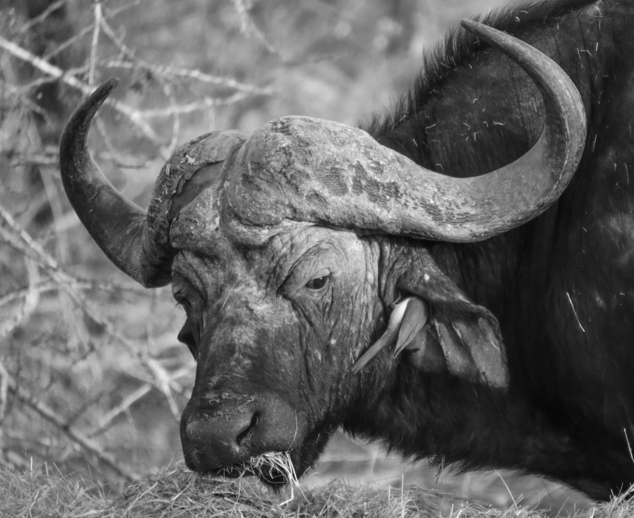 a buffalo with very large horns standing in a field