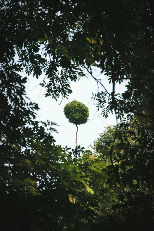 a round ball is in the tree top of a green forest