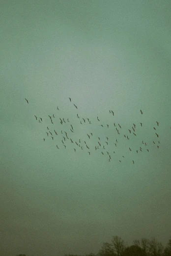 flock of geese in flight above the city