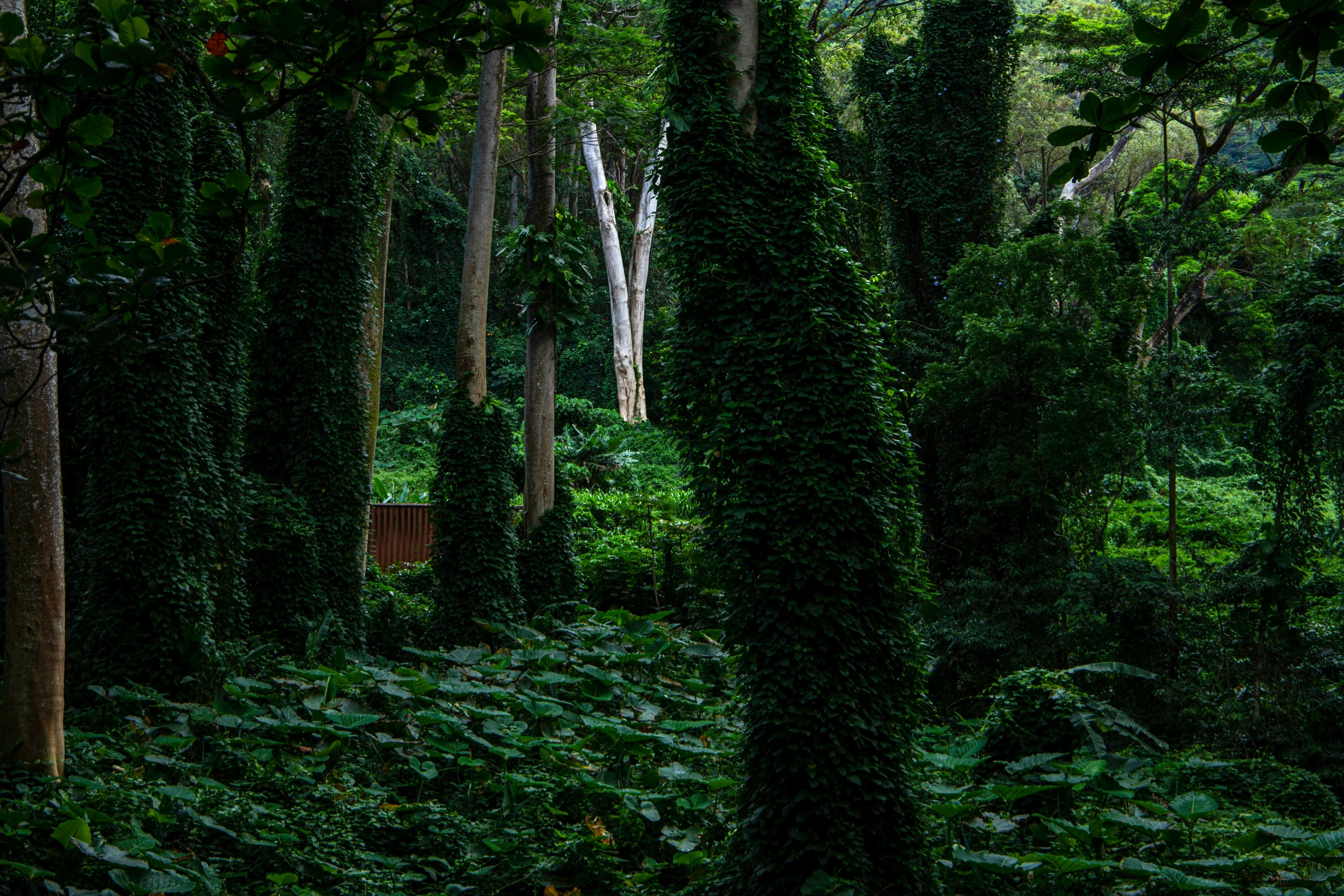 a lush green forest with leaves and trees