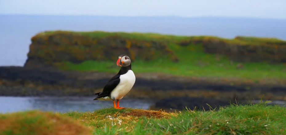 there is a large black and white bird sitting on a grassy hill