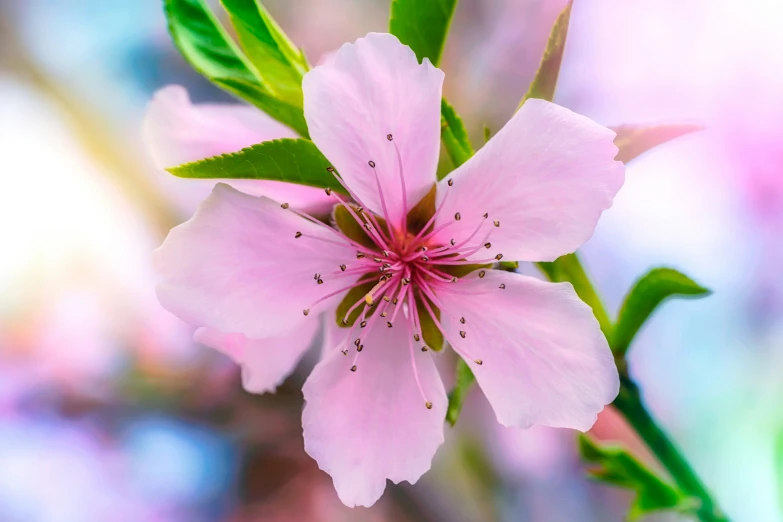 a pink flower with green leaves on top