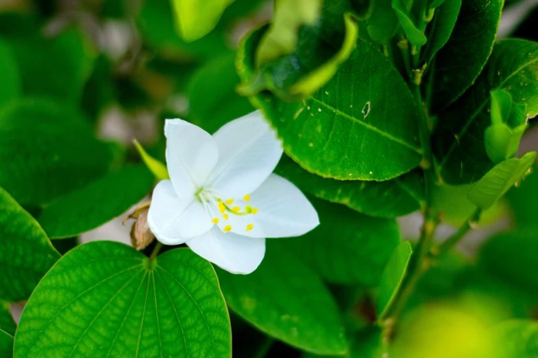 a white flower is on some green leaves