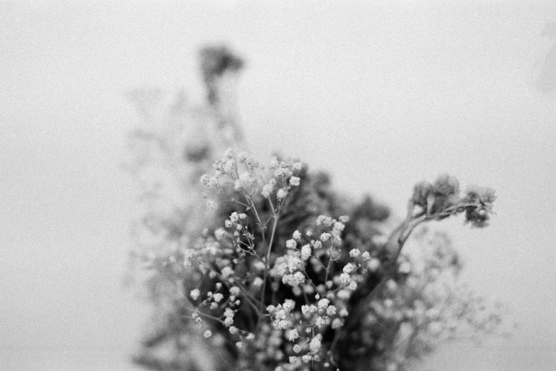 black and white po of small white flowers