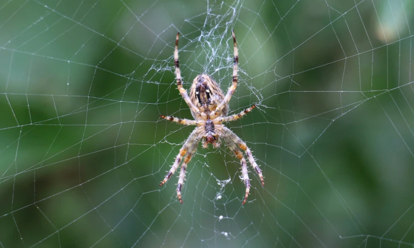 a spider with long legs hanging out of its web