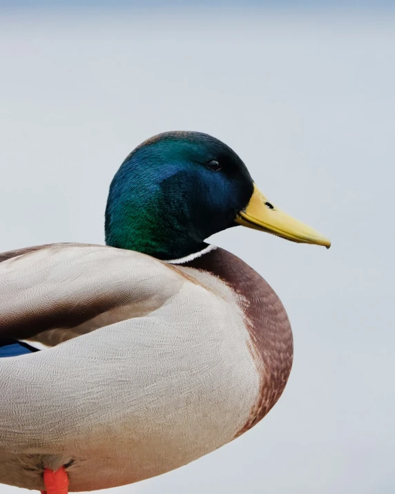 a duck in the air on top of the tree nch