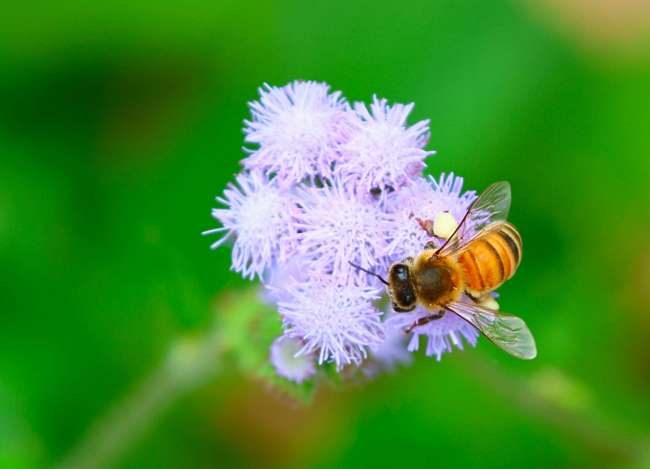 two bees on purple flowers together with blurry background