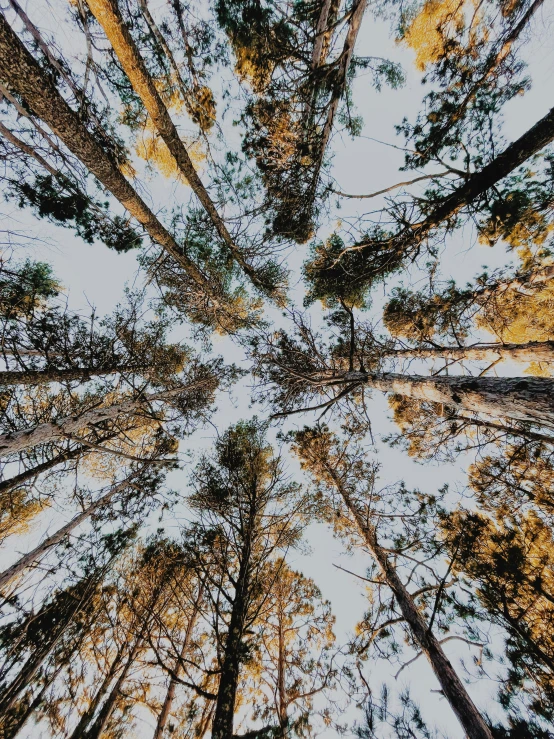 looking up at tall trees from underneath the sky