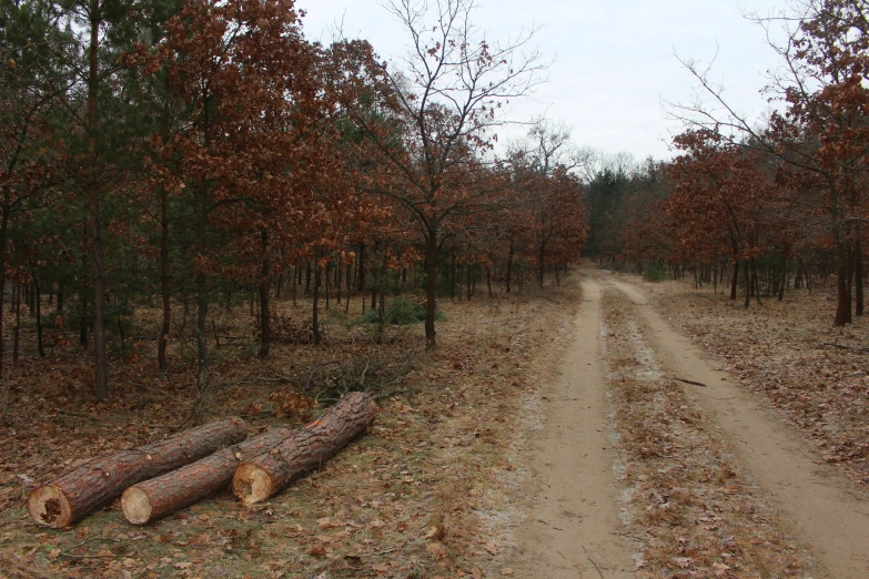 a dirt road surrounded by trees with brown leaves