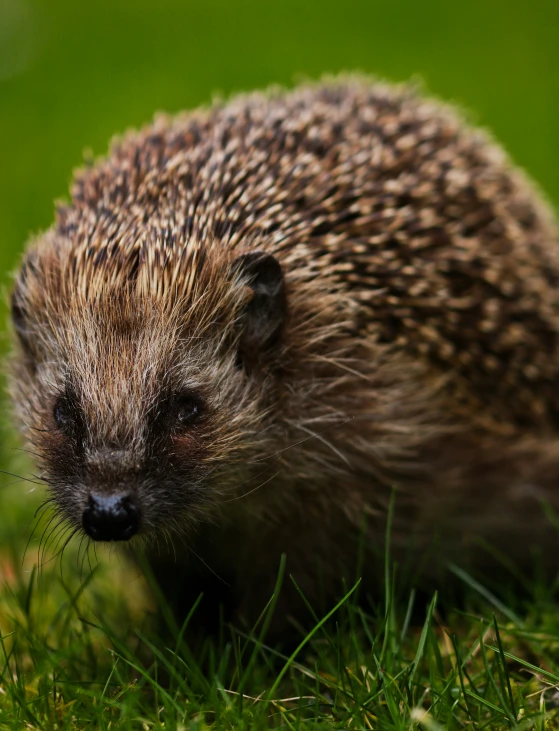 a hedgehog in grass looking at the ground