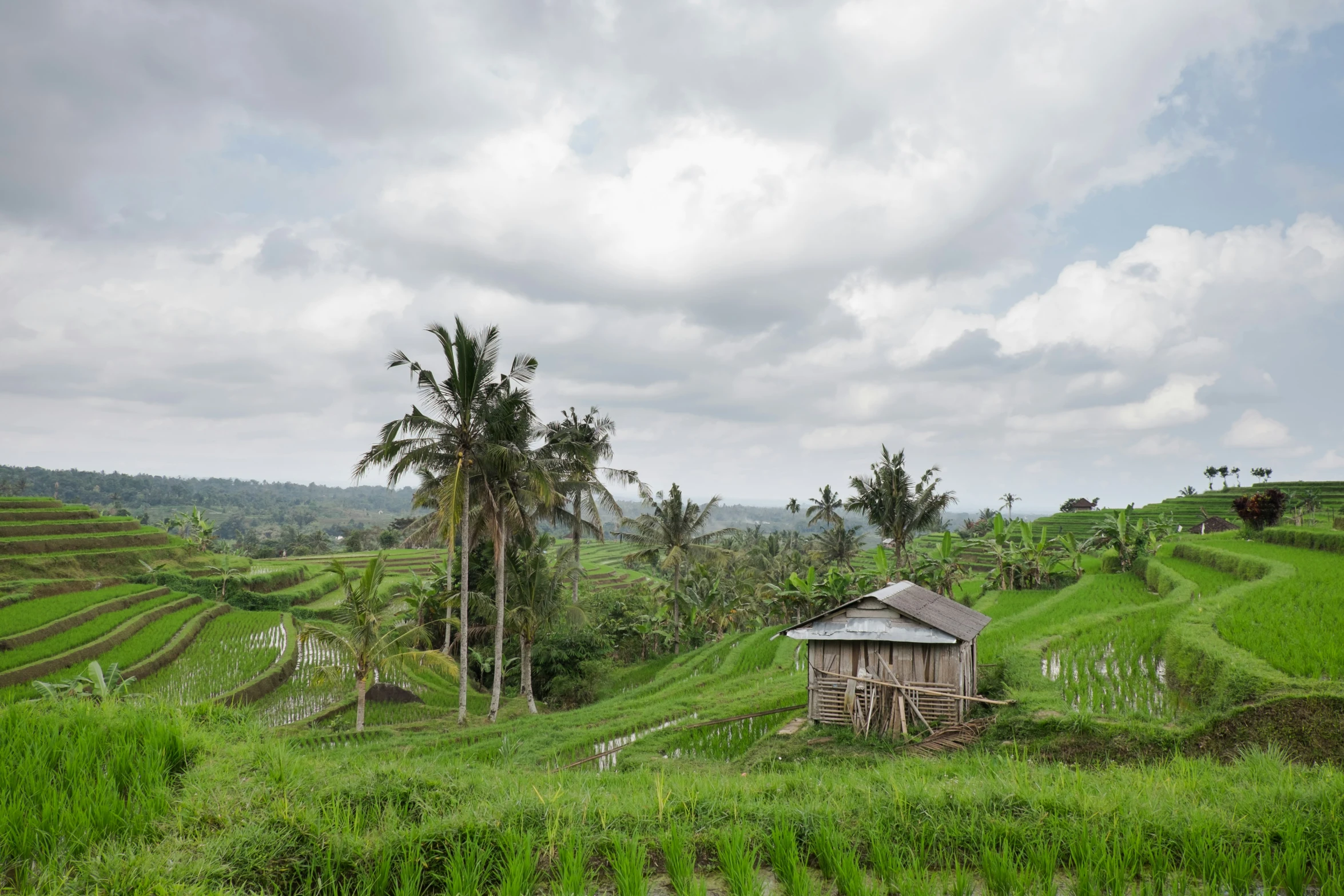 a small hut in the middle of an rice field