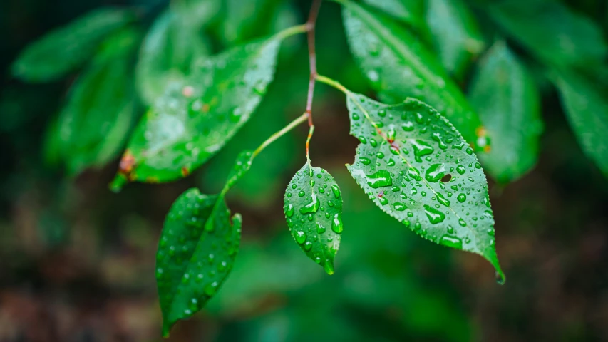 some water drops sit on the green leaves