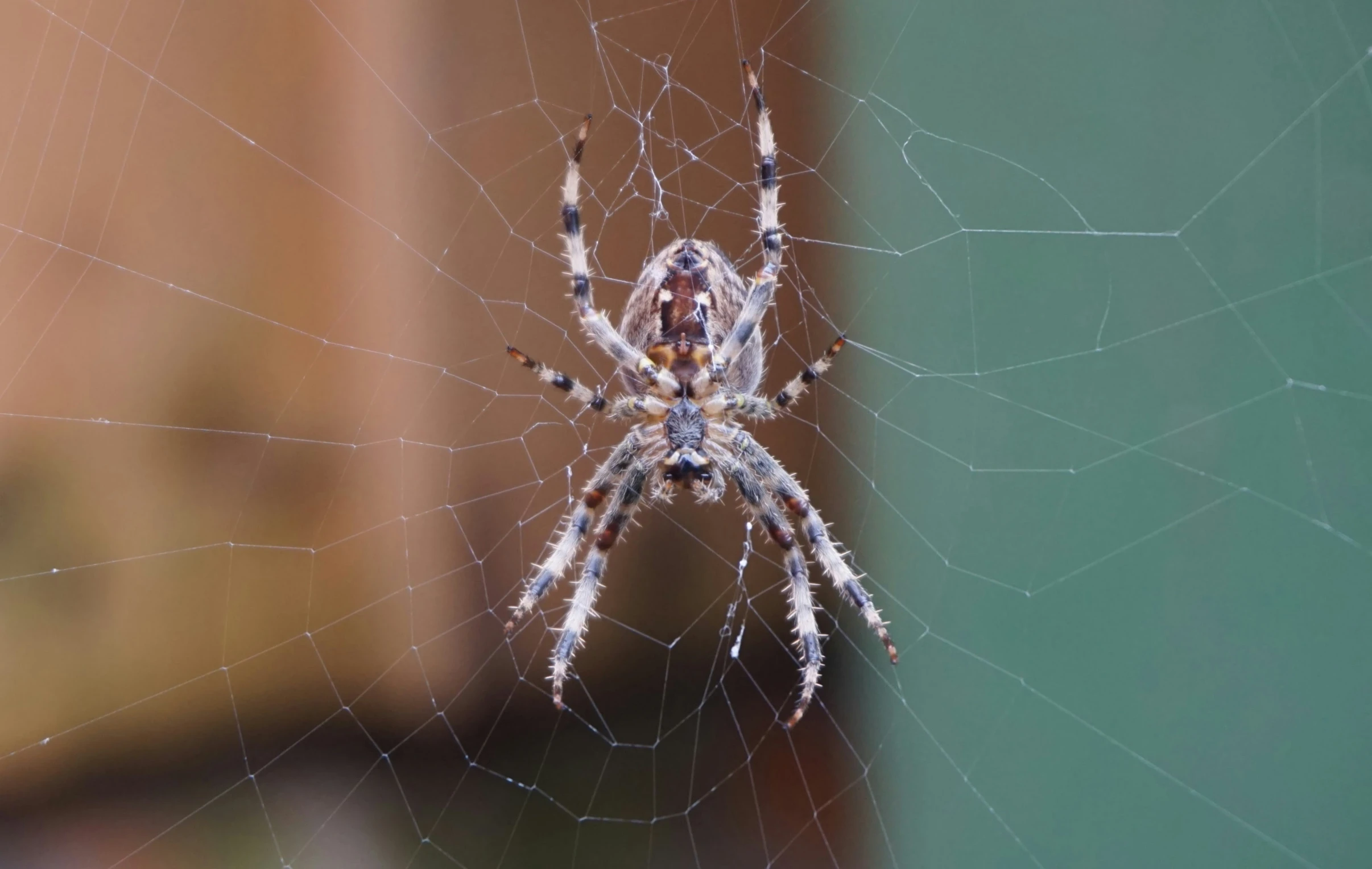 a big white spider sits in the center of a spider web