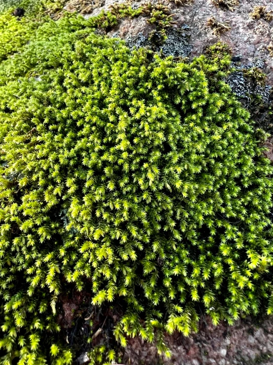 an aerial s of a bunch of plants growing on a rocky cliff