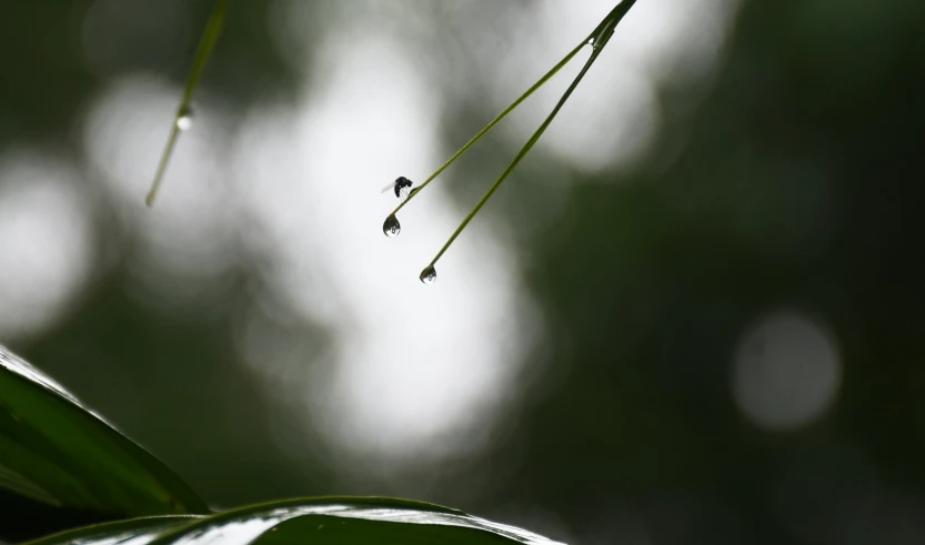 a drop of water hangs from the green leaves of a plant