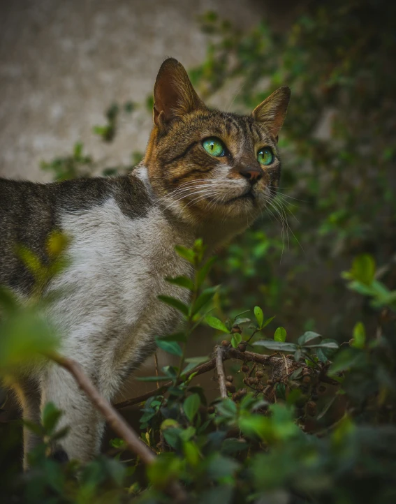 a close up of a cat near some leaves