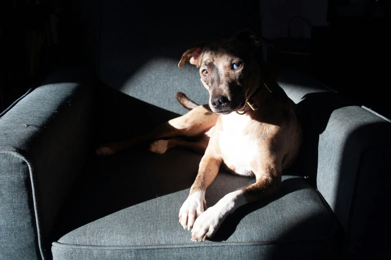 a dog is laying on the couch in the dark