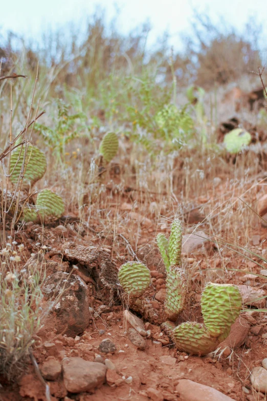 a group of cactus plants sitting in the dirt